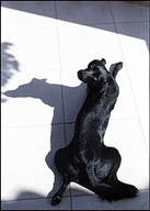Vartotojo avataras
